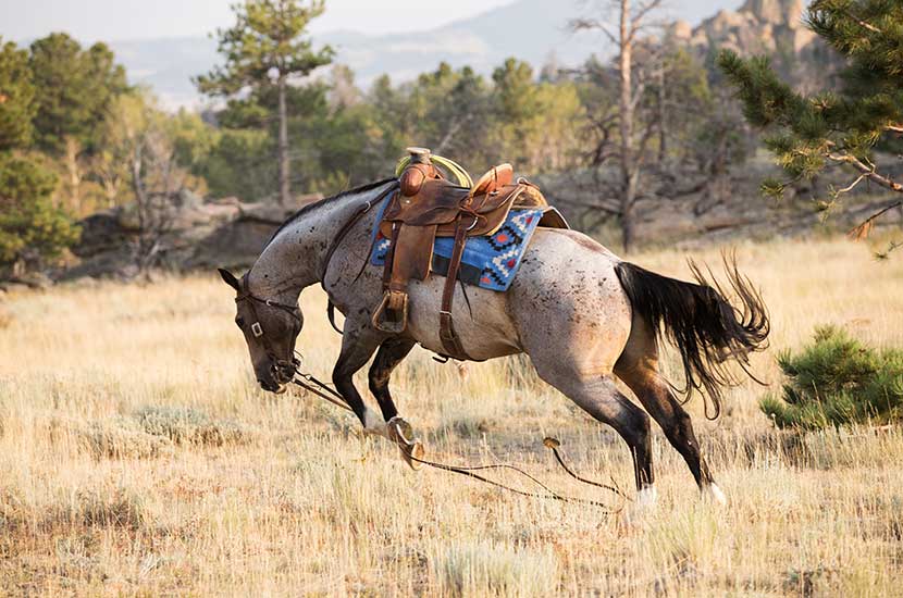 Bucking as seen from the #1 Challenge