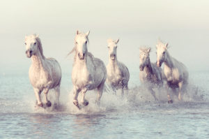 5_Birds-Image